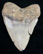Bargain Megalodon Tooth - North Carolina #9518-2